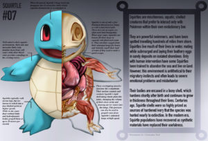squirtle anatomy